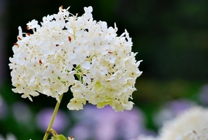 25 Juli Boureng bloemen en veldkapel en cavair 057