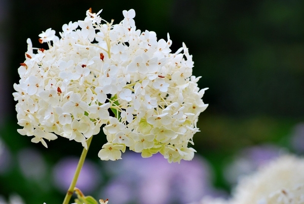 25 Juli Boureng bloemen en veldkapel en cavair 057