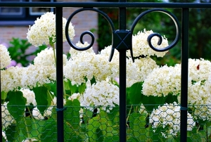 25 Juli Boureng bloemen en veldkapel en cavair 060