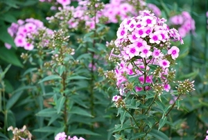 25 Juli Boureng bloemen en veldkapel en cavair 065