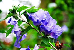 25 Juli Boureng bloemen en veldkapel en cavair 068