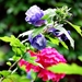25 Juli Boureng bloemen en veldkapel en cavair 071