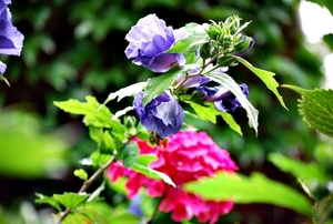 25 Juli Boureng bloemen en veldkapel en cavair 071