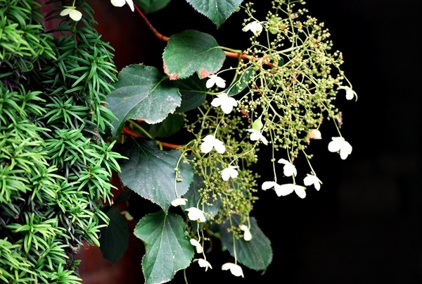 25 Juli Boureng bloemen en veldkapel en cavair 074