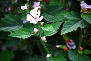 25 Juli Boureng bloemen en veldkapel en cavair 078