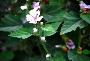 25 Juli Boureng bloemen en veldkapel en cavair 078