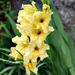 25 Juli Boureng bloemen en veldkapel en cavair 081