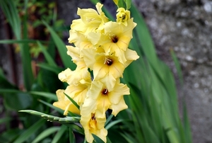 25 Juli Boureng bloemen en veldkapel en cavair 081