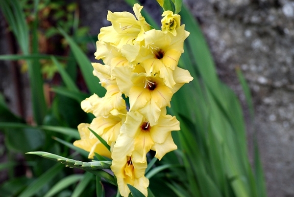25 Juli Boureng bloemen en veldkapel en cavair 081