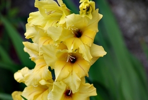 25 Juli Boureng bloemen en veldkapel en cavair 082