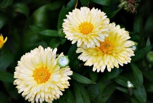 25 Juli Boureng bloemen en veldkapel en cavair 088