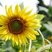 25 Juni 2010 Zonnebloemen 018