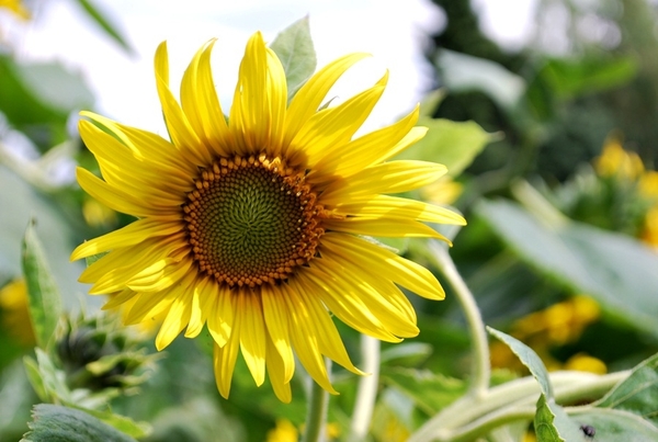 25 Juni 2010 Zonnebloemen 018