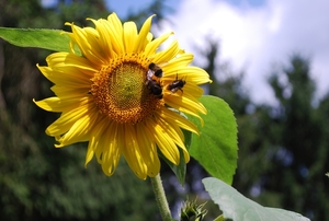 25 Juni 2010 Zonnebloemen 021