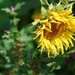 25 Juni 2010 Zonnebloemen 032