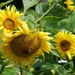 25 Juni 2010 Zonnebloemen 033