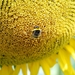 25 Juni 2010 Zonnebloemen 036