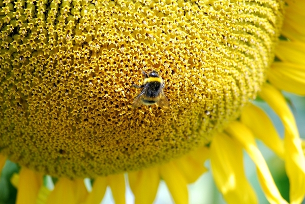 25 Juni 2010 Zonnebloemen 036