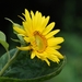 25 Juni 2010 Zonnebloemen 039