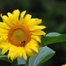 25 Juni 2010 Zonnebloemen 042