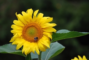 25 Juni 2010 Zonnebloemen 042