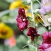 25 Juni 2010 Zonnebloemen 053