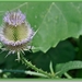 30 JULI 2010 002