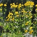 14 Augustus 2010 020