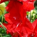 14 Augustus 2010 004