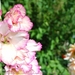 14 Augustus 2010 012