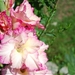 14 Augustus 2010 022