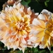 14 Augustus 2010 023