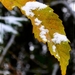 080-crop-crop