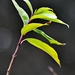 001-crop