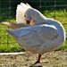057-crop-crop