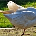 058-crop-crop