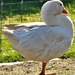 061-crop-crop