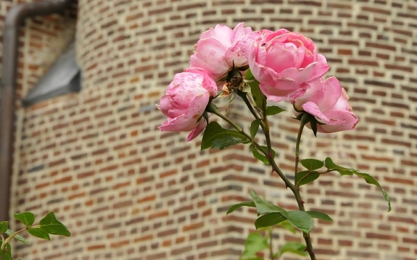_ABC2920
