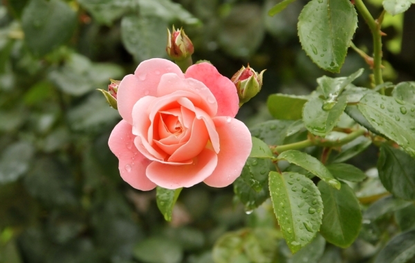 _ABC2926