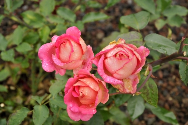 _ABC2968