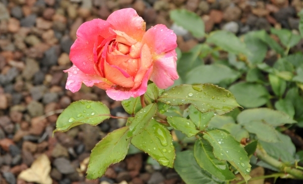 _ABC2972