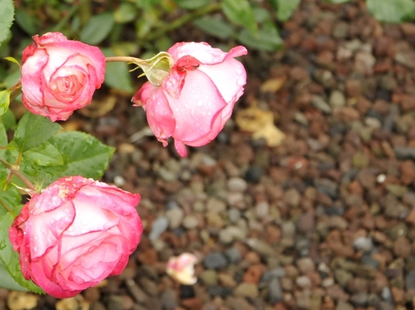 _ABC3014