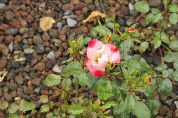 _ABC3047