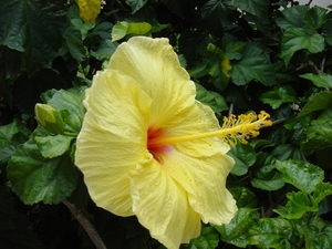 Hibiscus