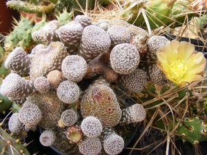 opuntia   clavariodes