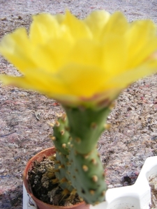 opuntia  basilaris . v . nana