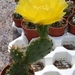 opuntia  basilaris . v . nana.                                  2