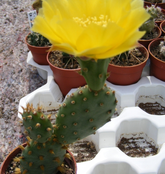 opuntia  basilaris . v . nana.                                  2