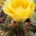 opuntia  cymochila