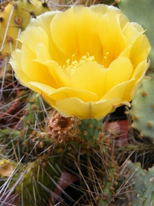 opuntia  cymochila